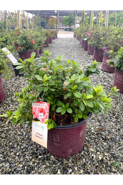 Саджанець Rhododendron Autumn Sunburst із яскравими квітами.